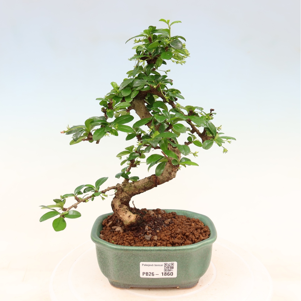 Bonsaï de chambre - Carmona macrophylla - Tea fuki