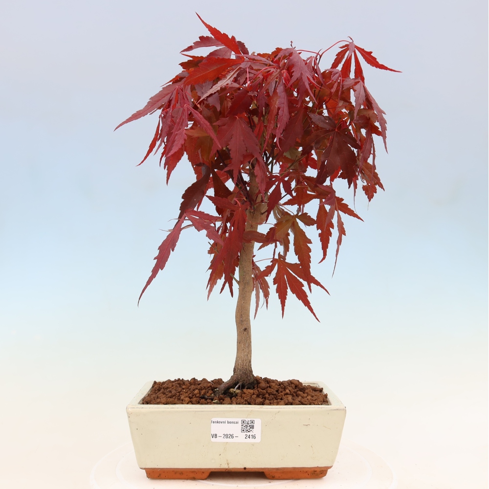 Bonsaï d'extérieur - Acer palm. Atropurpureum-Javor palmate