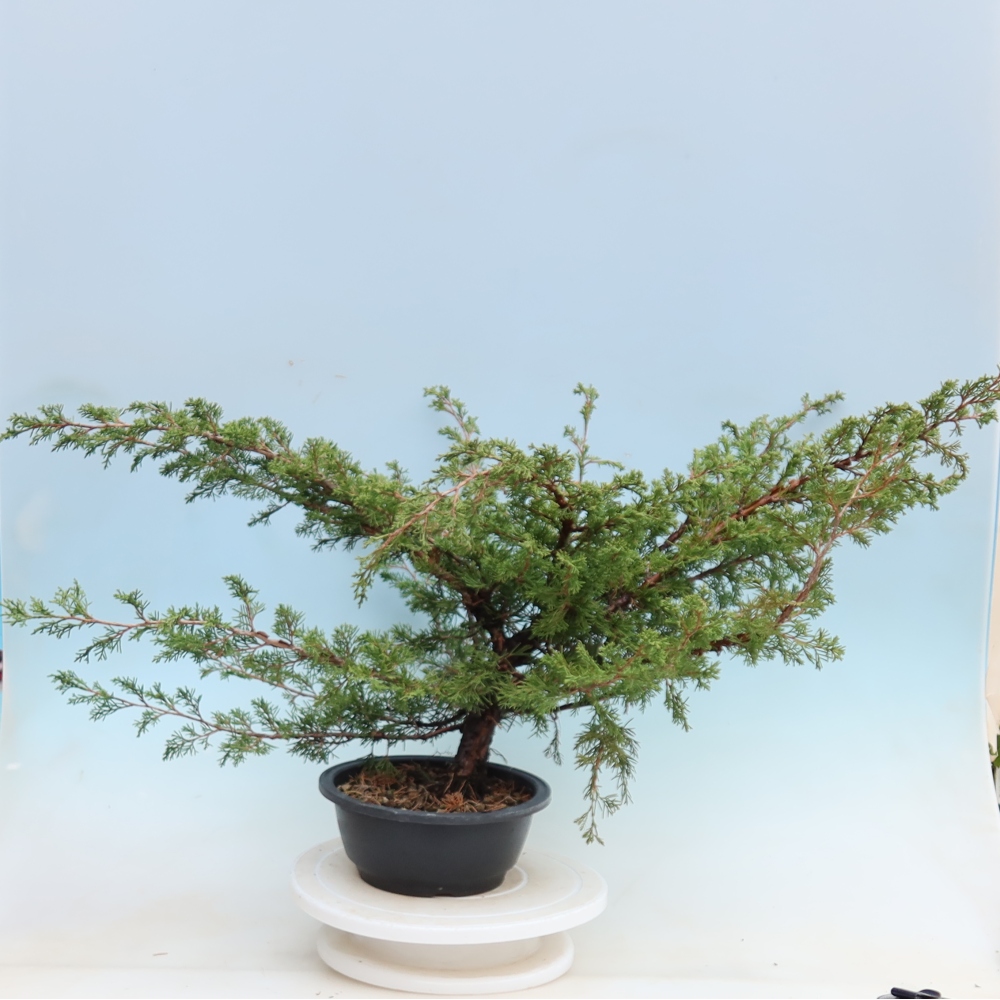 Bonsaï d'extérieur - Juniperus chinensis Itoigawa - Genévrier de Chine