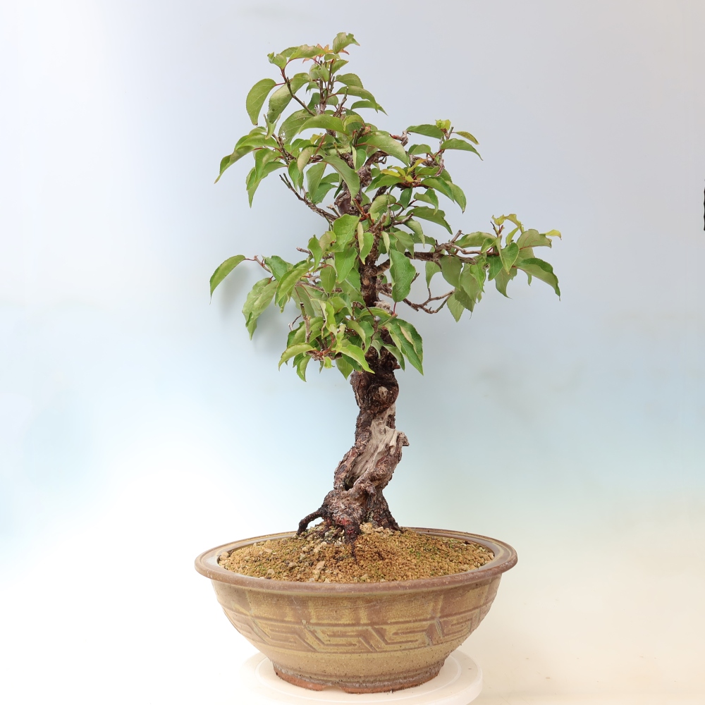 Bonsaï d'extérieur - Abricotier japonais - Prunus Mume