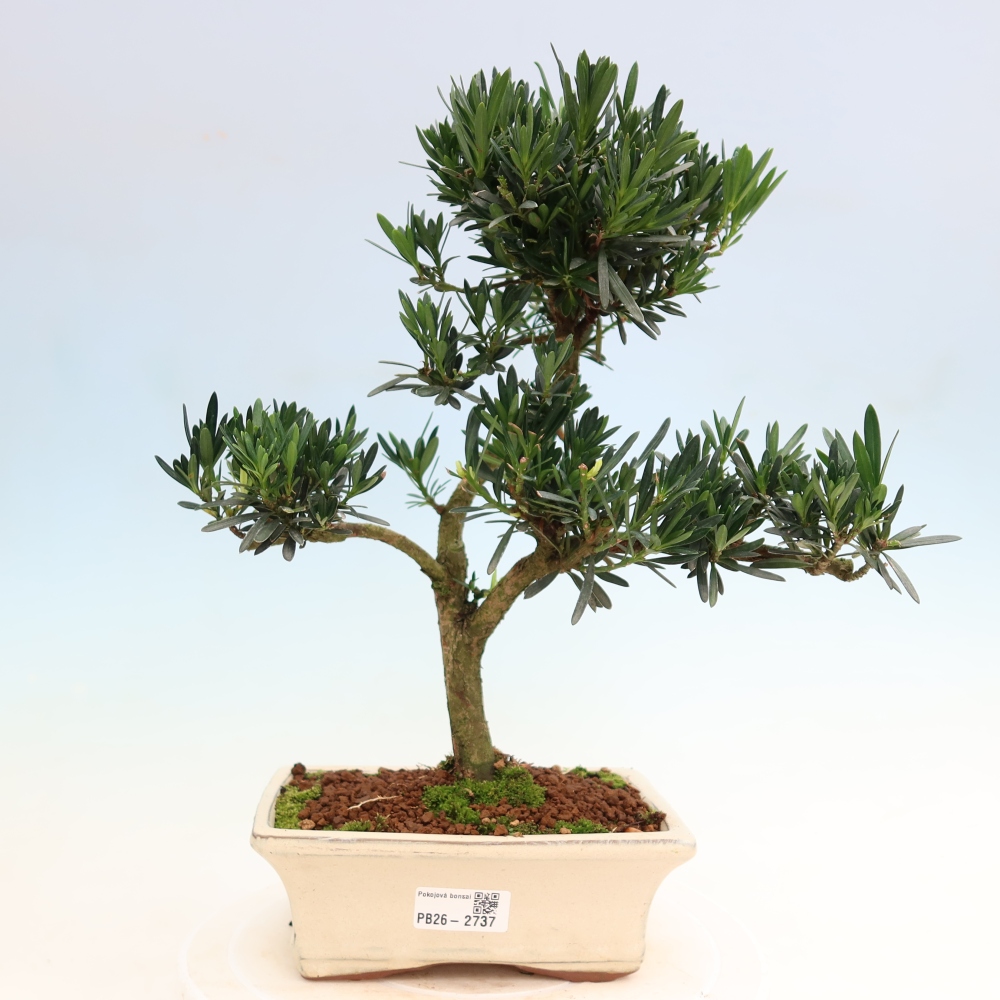 Salle bonsaï - Podocarpus - If en pierre