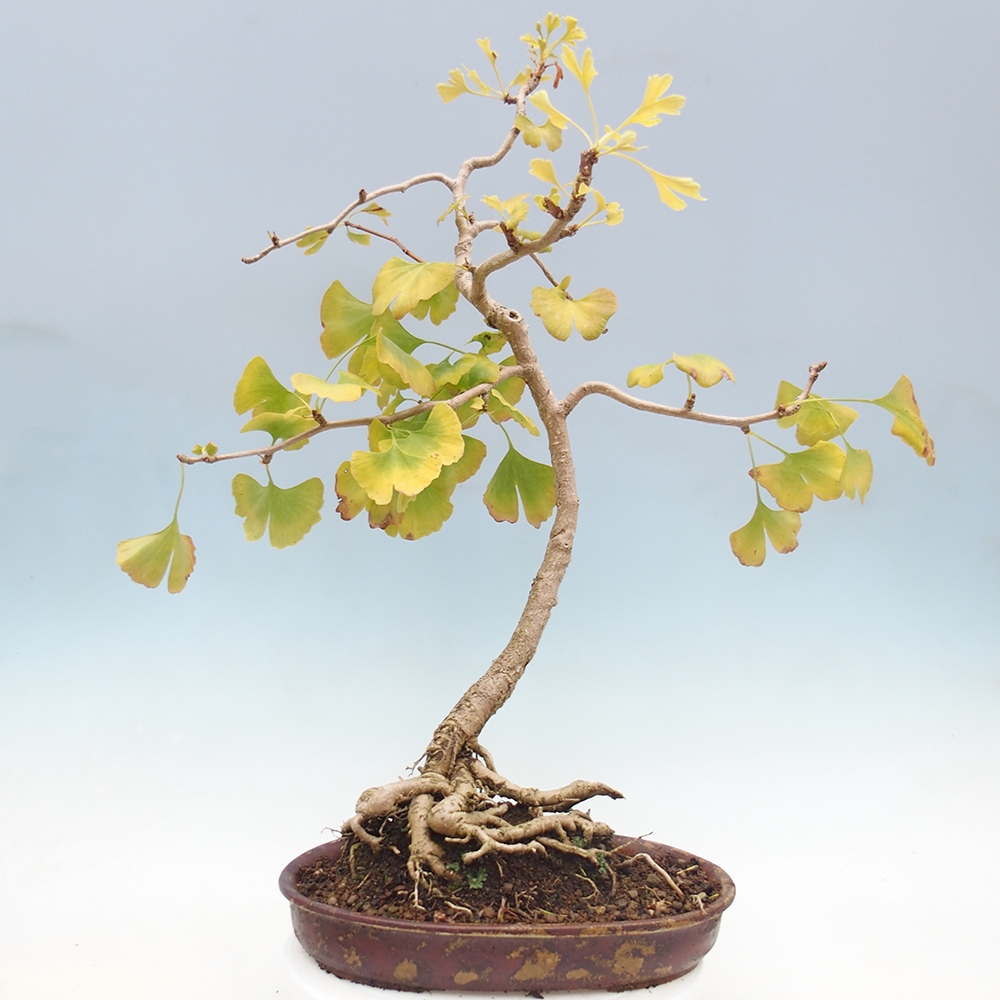 Bonsaïs d'extérieur - Ginkgo biloba - Ginkgo biloba
