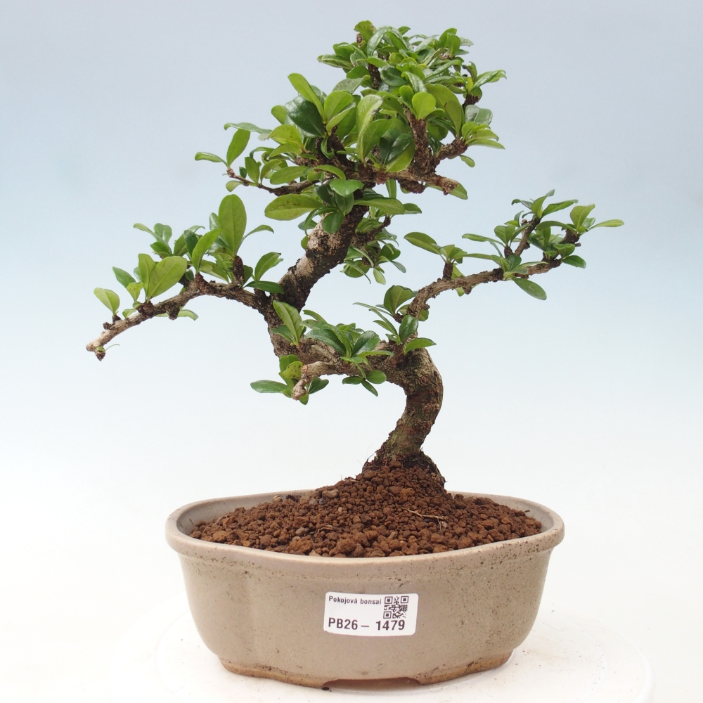 Bonsaï de chambre - Carmona macrophylla - Tea fuki