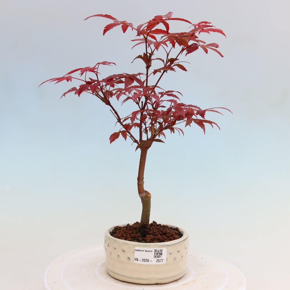 Bonsaï d'extérieur - Acer palm. Atropurpureum-Javor palmate