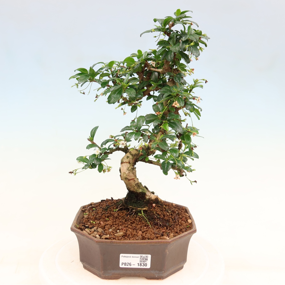 Bonsaï de chambre - Carmona macrophylla - Tea fuki