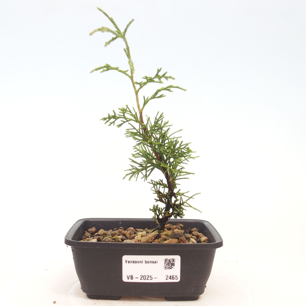 Bonsaï d'extérieur - Juniperus chinensis Itoigawa