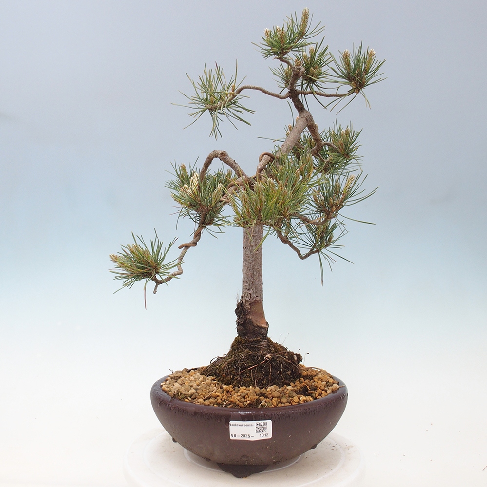 Bonsaï d'extérieur - Pinus Sylvestris Watererri - Pin sylvestre