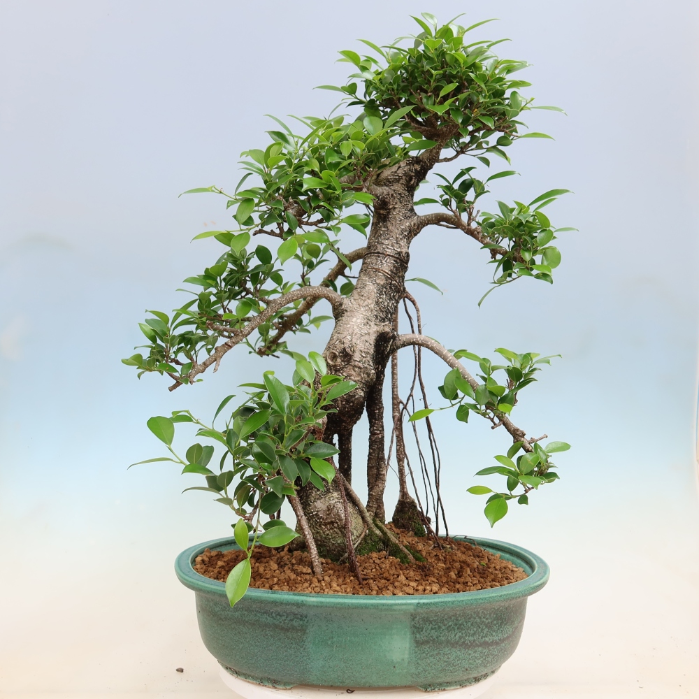 Salle bonsaï - Ficus kimmen - ficus à petites feuilles