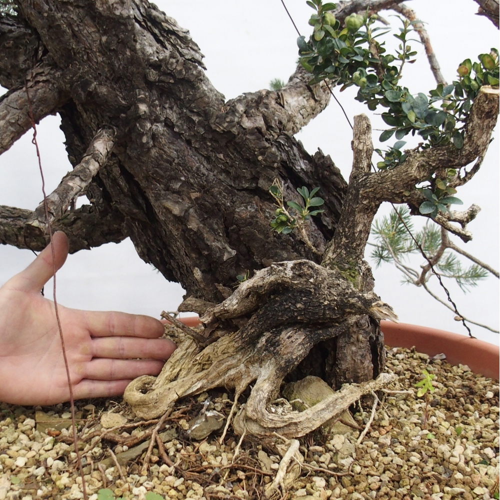 Yamadori - Pinus sylvestris Espagne