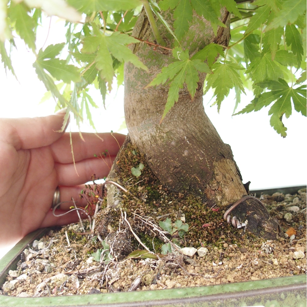 Bonsaï d'extérieur - Acer palmatum - préparation des palettes UNIQUEMENT