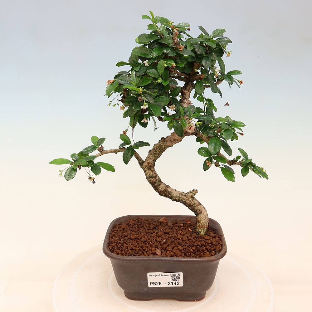 Bonsaï de chambre - Carmona macrophylla - Tea fuki