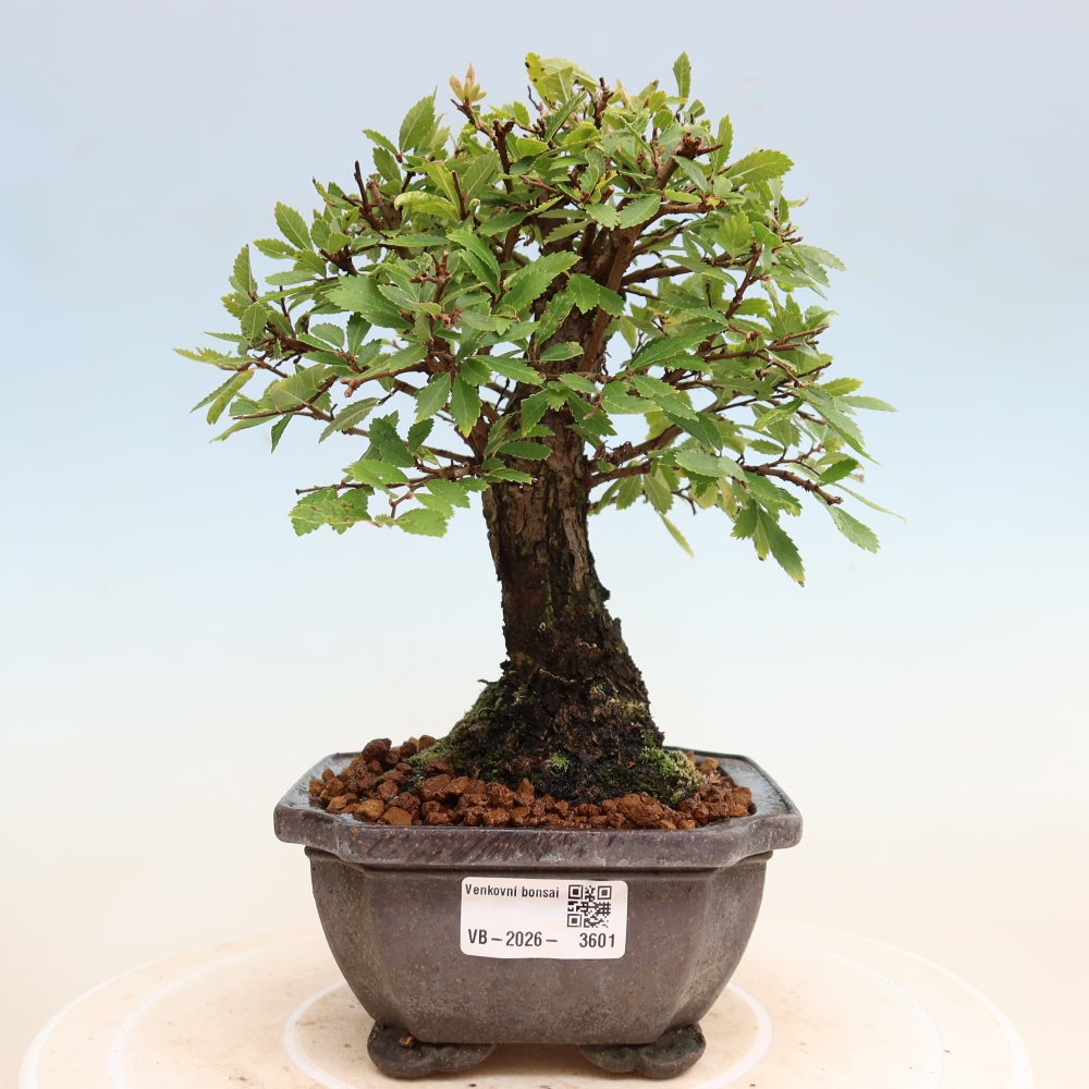 Bonsaï d'extérieur - Zelkova - Zelkova NIRE