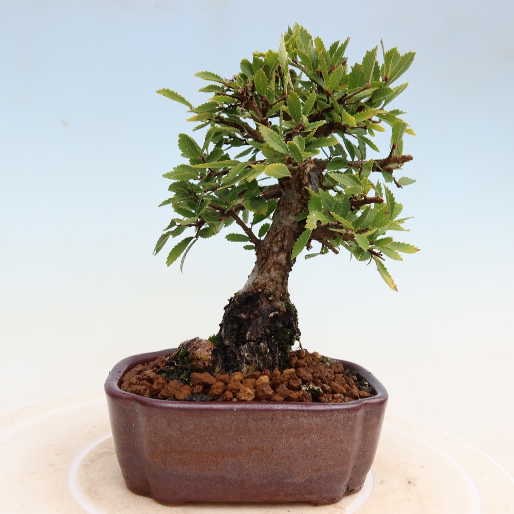 Bonsaï d'extérieur - Zelkova - Zelkova NIRE