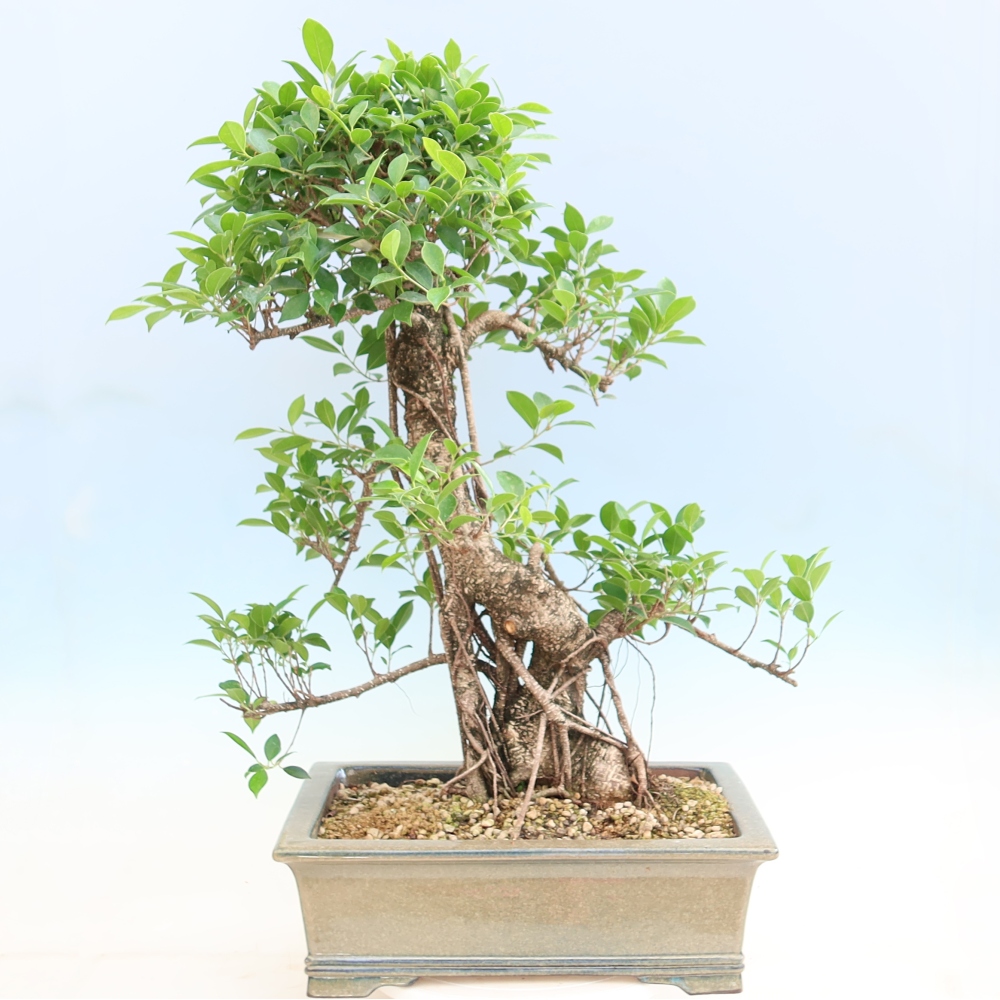 Salle bonsaï - Ficus kimmen - ficus à petites feuilles