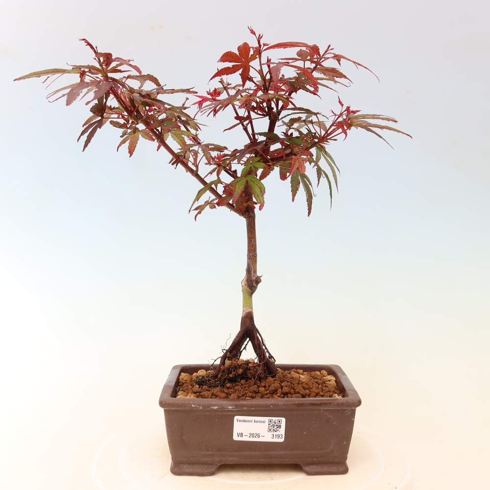 Bonsaï d'extérieur - Érable palmatum  - Acer palmatum Berry Broom 