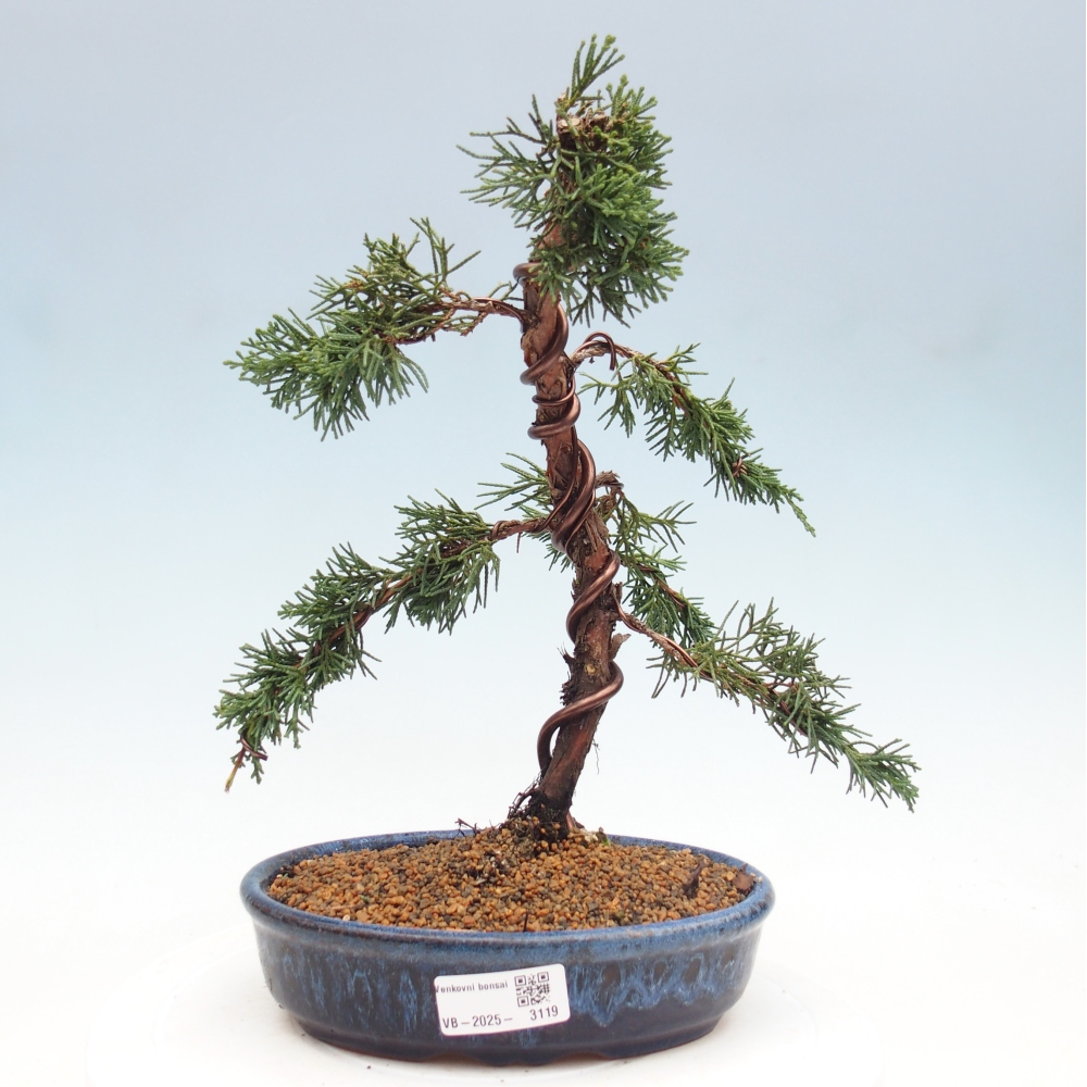 Bonsaï d'extérieur - Juniperus chinensis Kishu