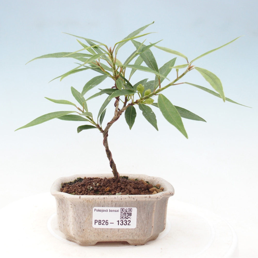 Salle bonsaï - Ficus nerifolia - ficus à petites feuilles