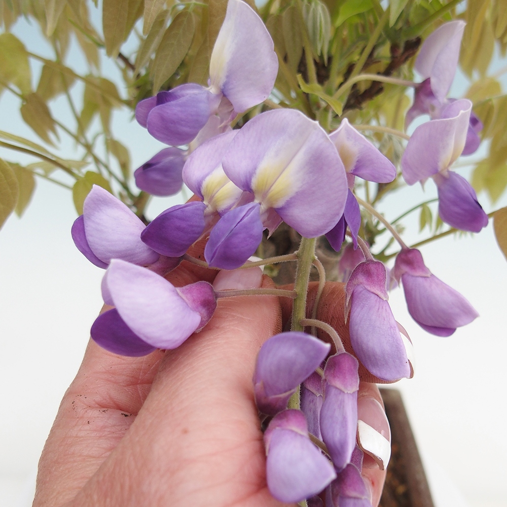 Bonsaï d'extérieur - Wisteria floribunda