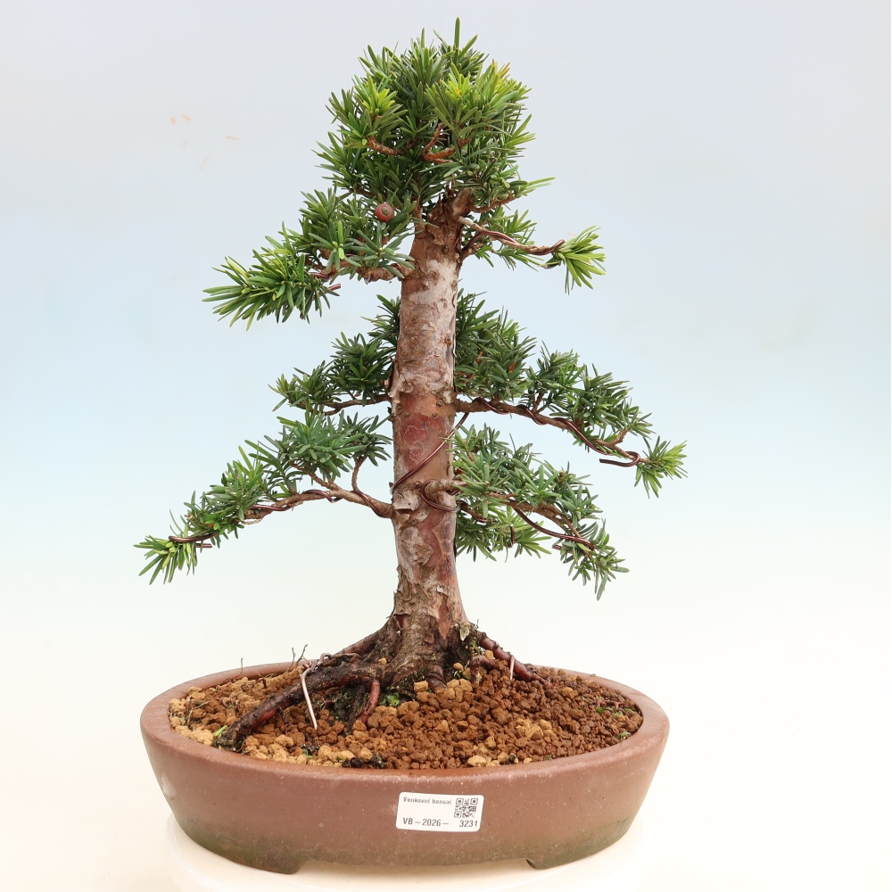 Bonsaï d'extérieur - Taxus cuspidata - If japonais