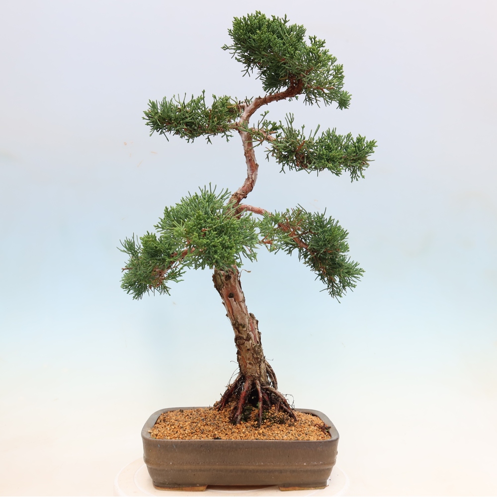 Bonsaï d'extérieur - Juniperus chinensis Kishu