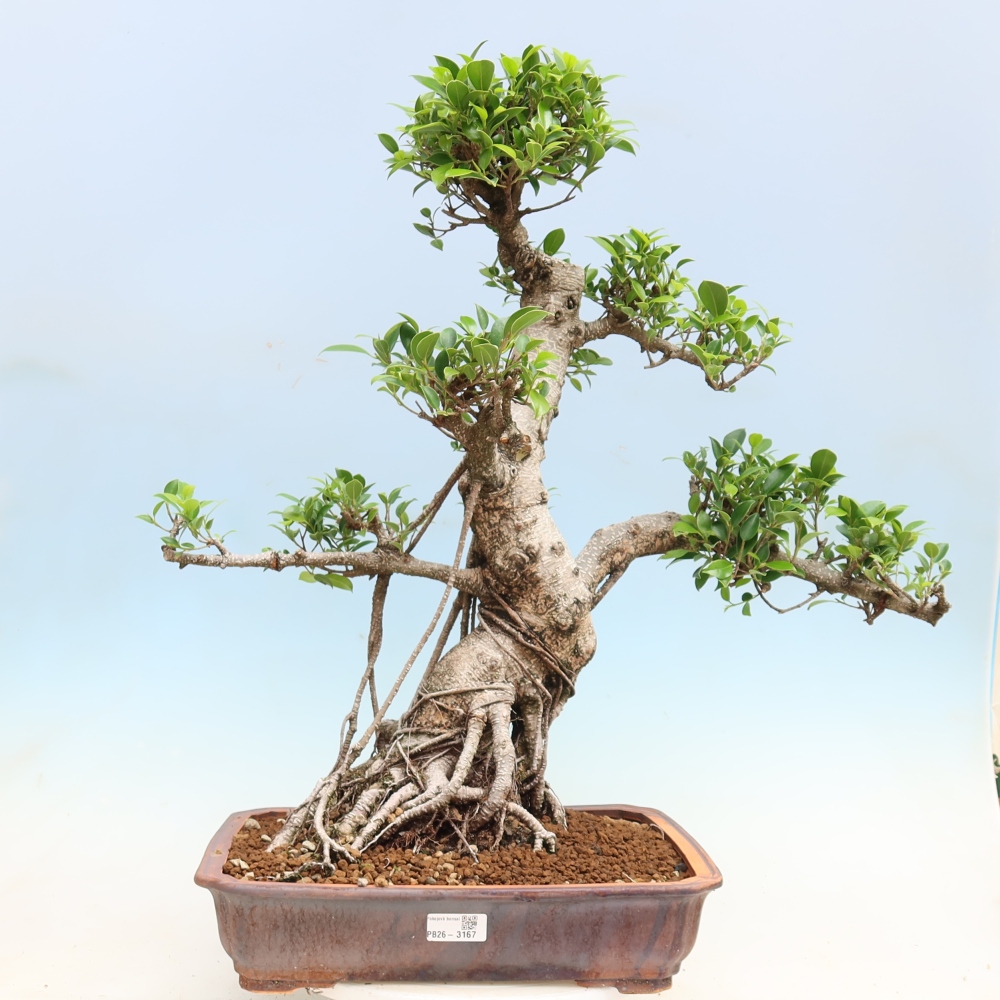 Salle bonsaï - Ficus kimmen - ficus à petites feuilles