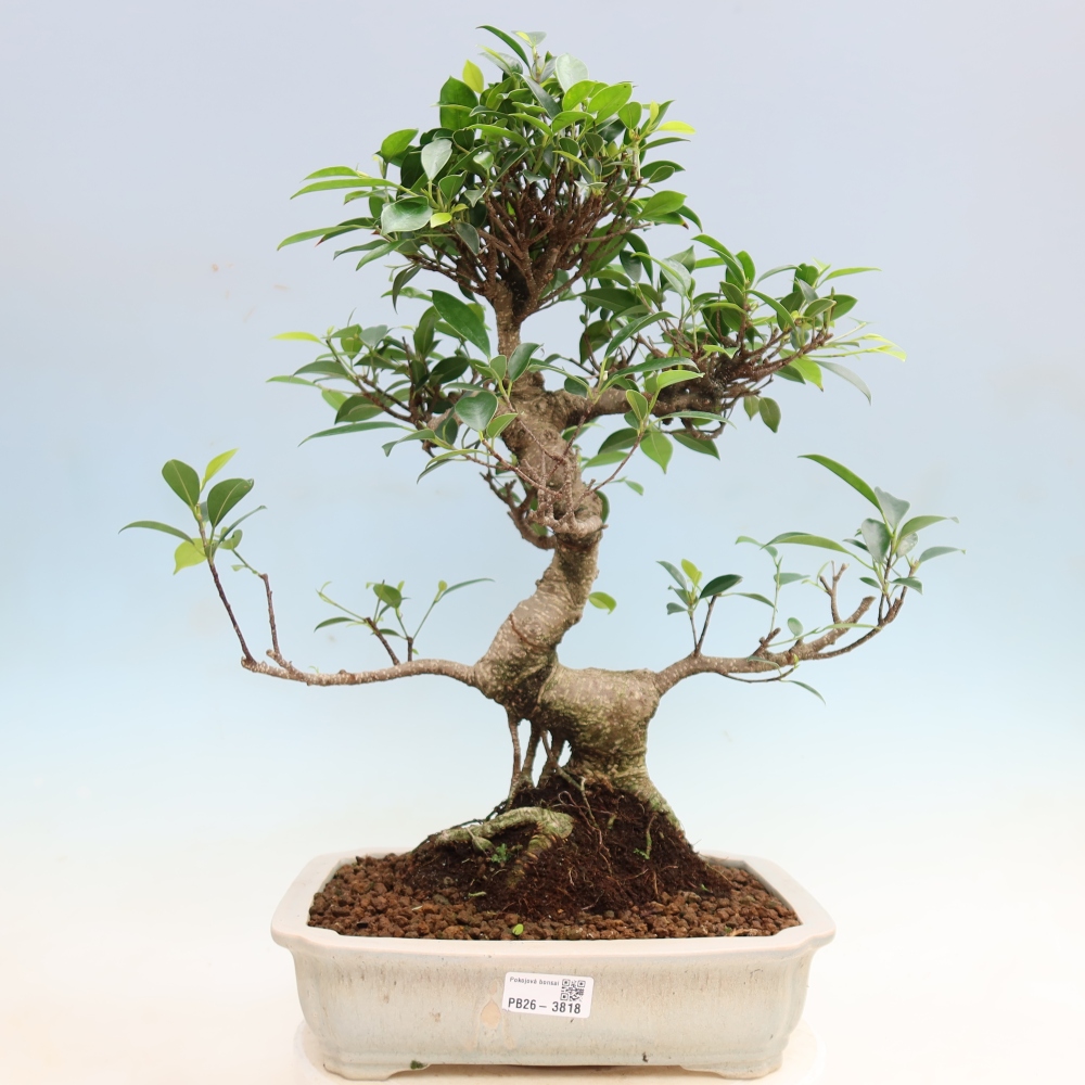 Salle bonsaï - Ficus kimmen - ficus à petites feuilles