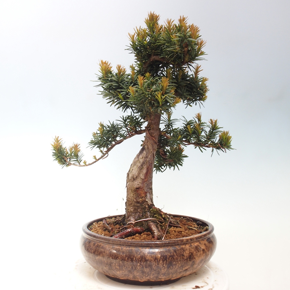 Bonsaï d'extérieur - Taxus cuspidata - If japonais