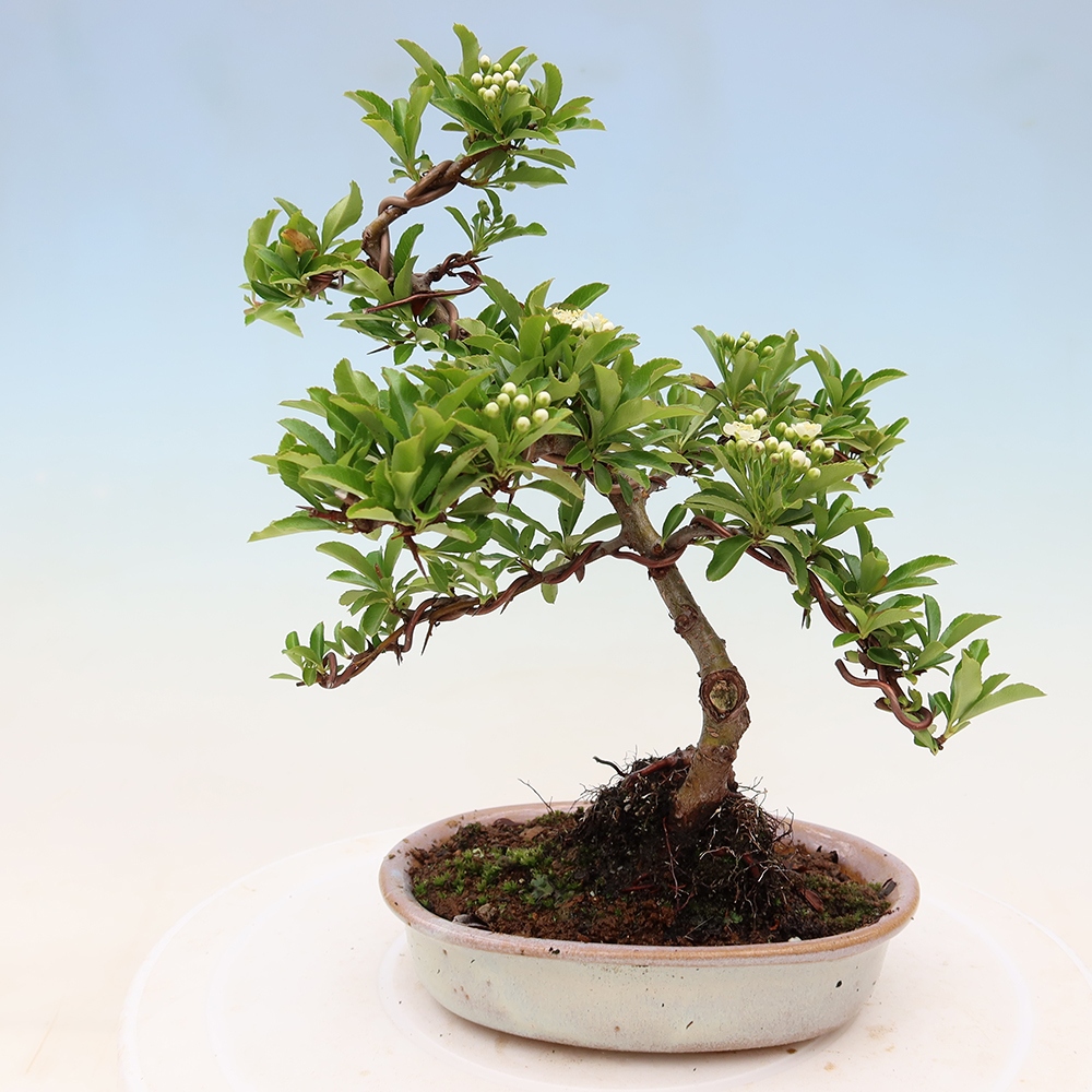 Bonsaï d'extérieur - Pyracantha teton - Pyracantha