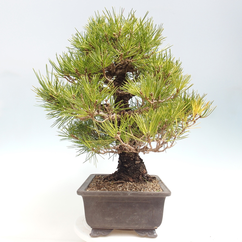 Bonsaï d'extérieur - Pinus thunbergii - Pin de Thunberg