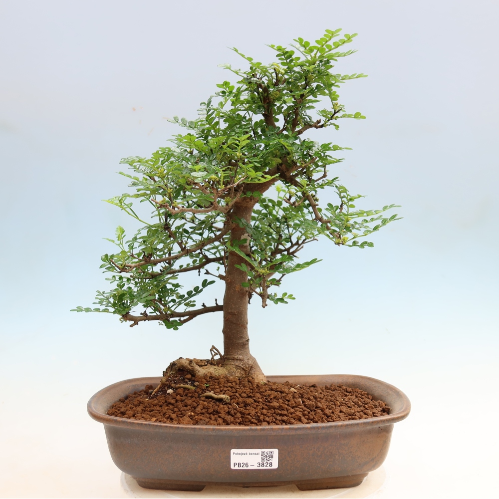 Salle bonsaï - Zantoxylum piperitum - arbre à poivre