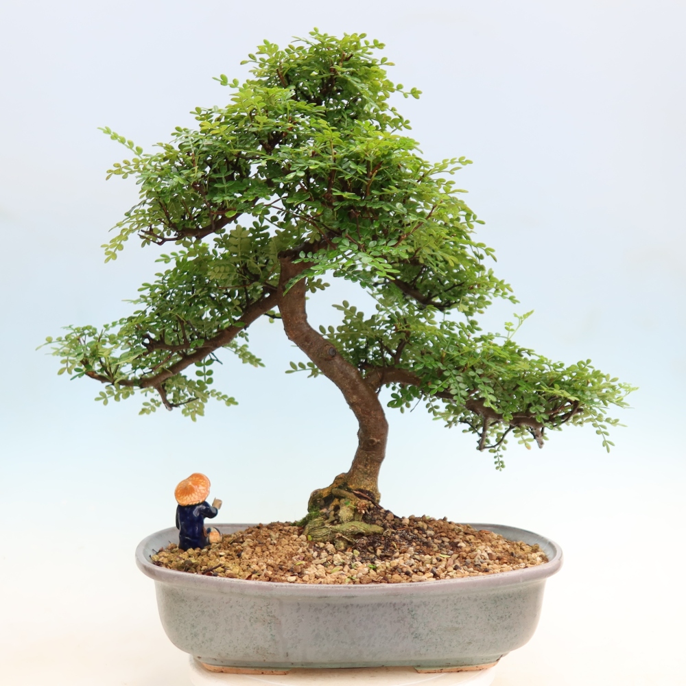 Salle bonsaï - Zantoxylum piperitum - arbre à poivre