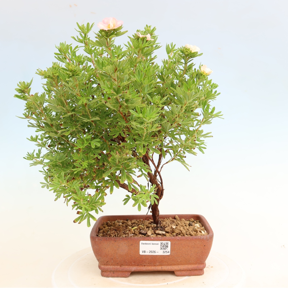 Bonsaï d'extérieur - Potentille arbustive - Potentilla fruticosa Bellissima