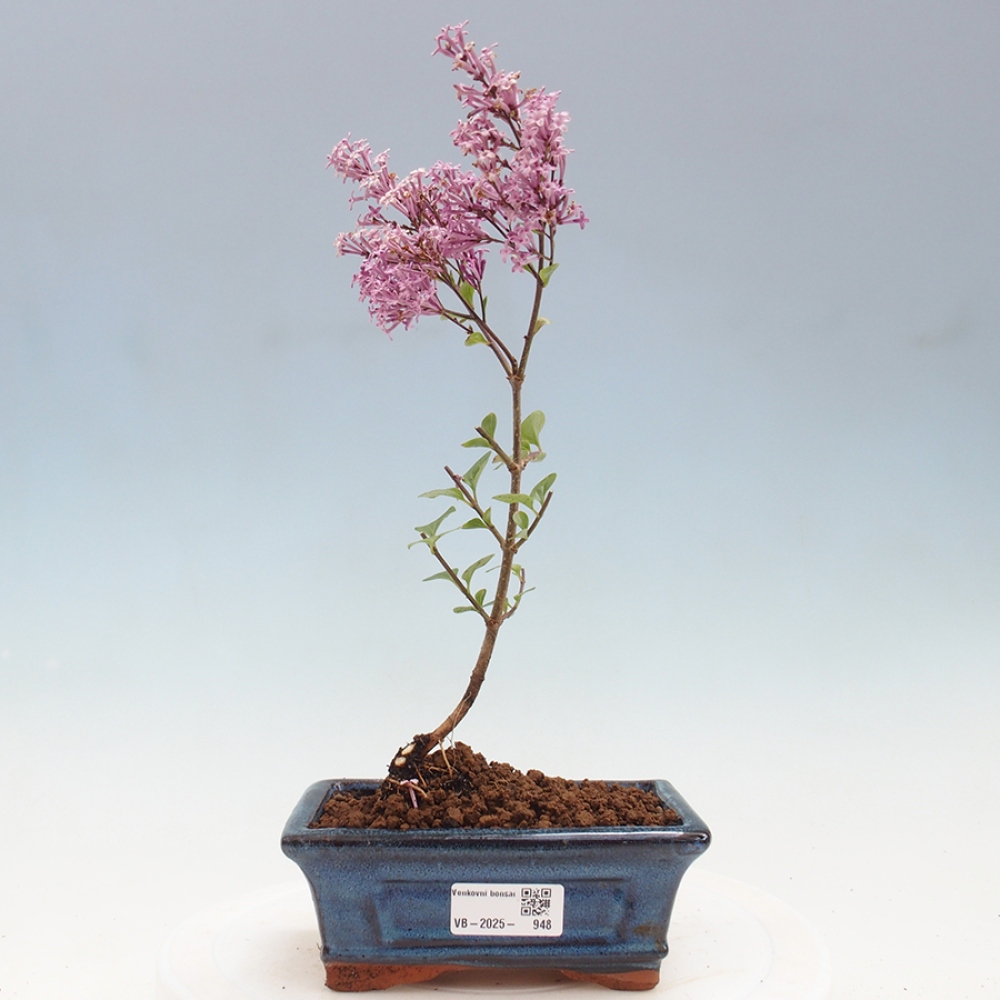Bonsaï d'extérieur - Syringa Meyeri Palibin - Lilas de Meyer