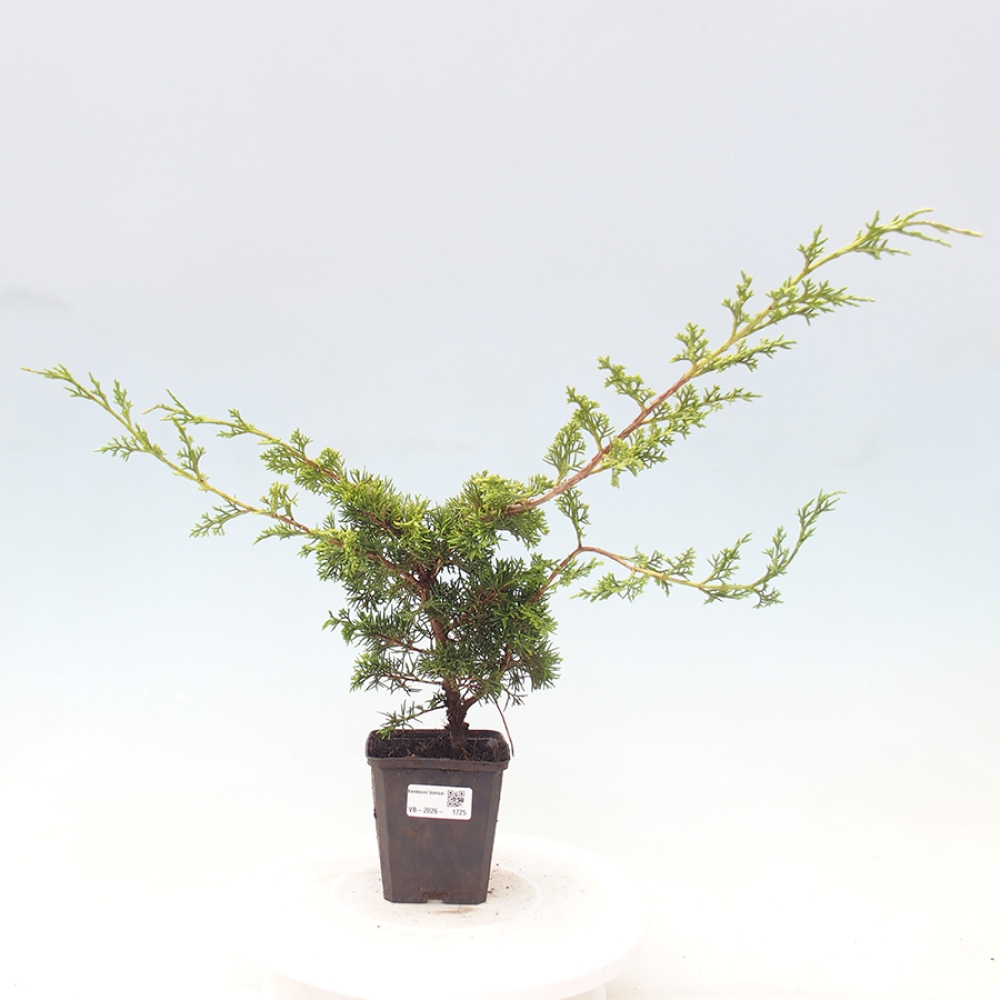 Bonsaï d'extérieur - Juniperus chinensis Itoigawa