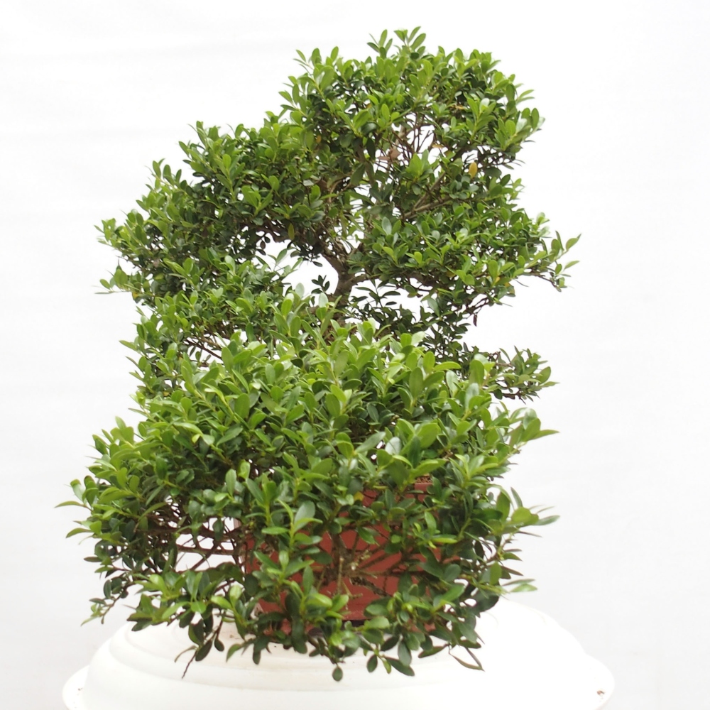 Bonsaï de chambre - Ilex crenata - Houx