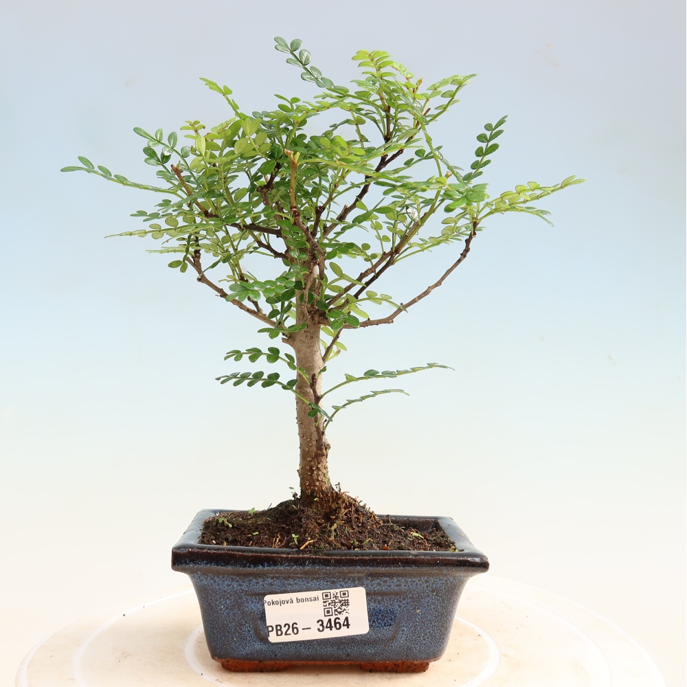 Salle bonsaï - Zantoxylum piperitum - arbre à poivre