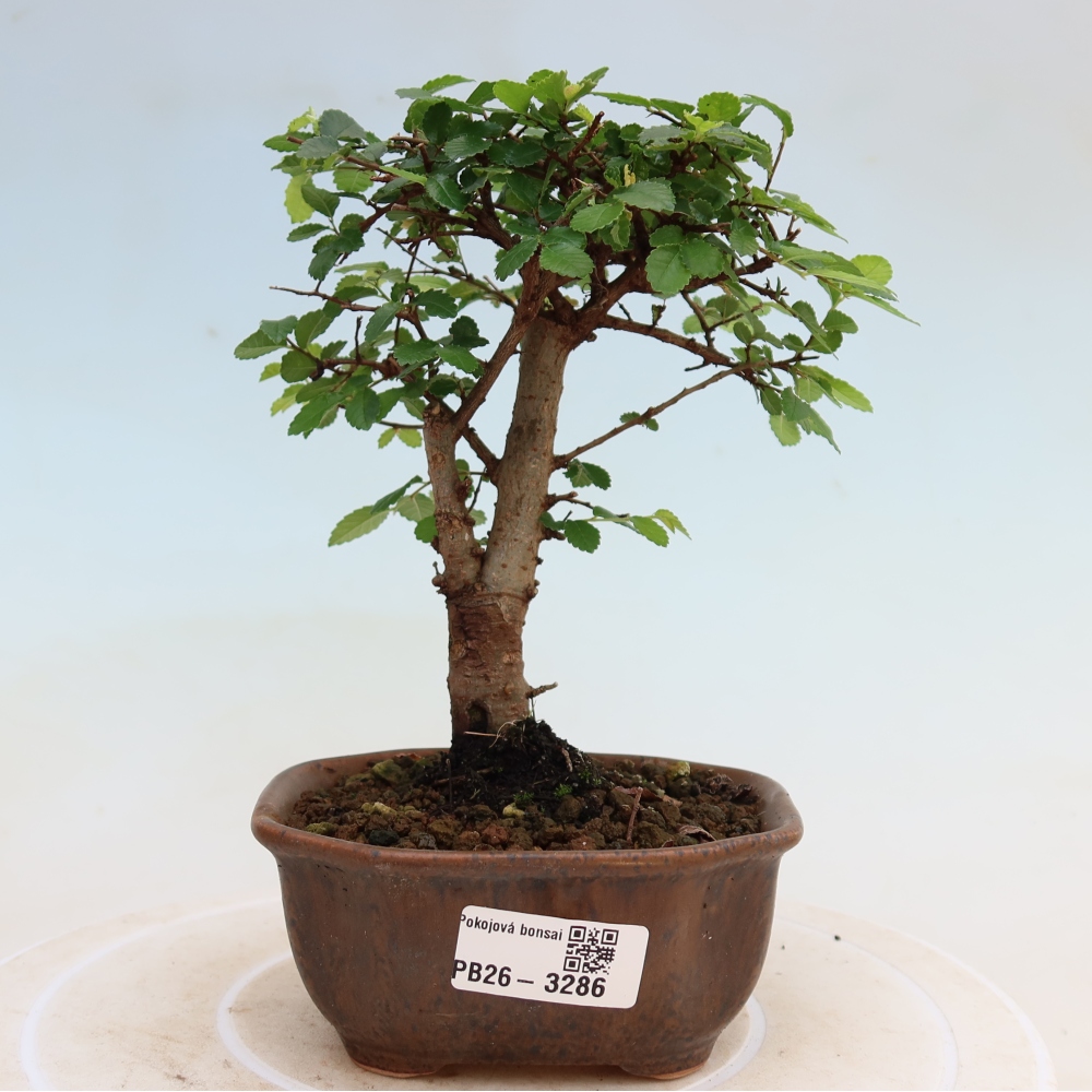 Bonsaï de chambre - Ulmus parvifolia - Orme à petites feuilles