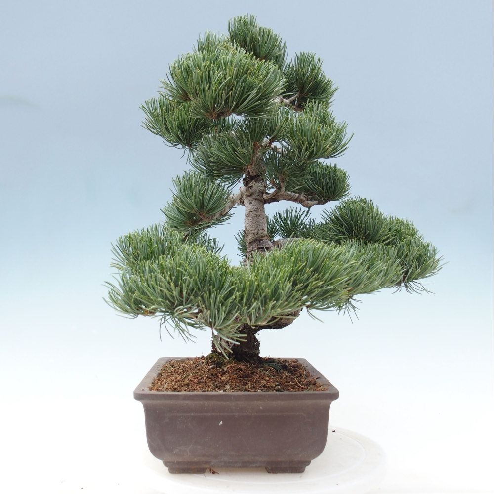 Bonsaï d'extérieur - Pinus parviflora - Pinus parviflora