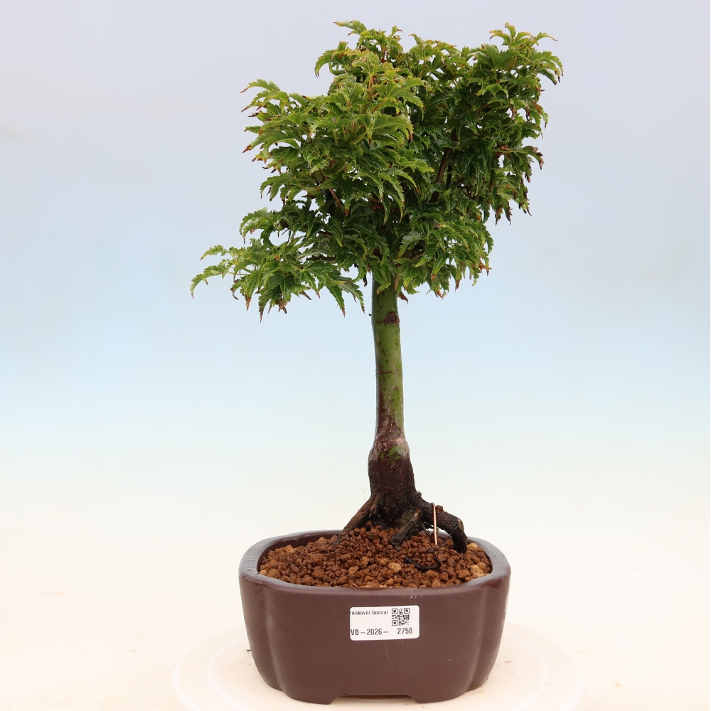 Bonsaï d'extérieur -Javor palm Acer palmatum Shishigashira