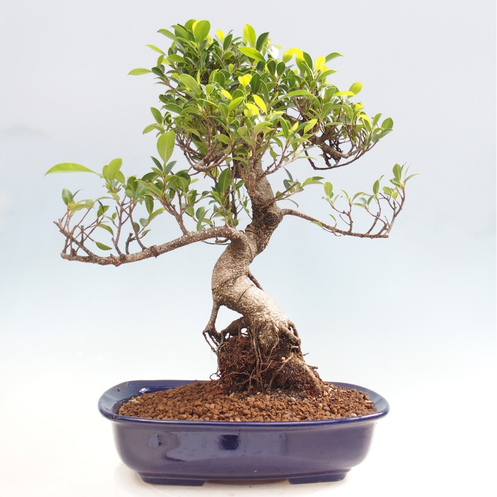 Salle bonsaï - Ficus kimmen - ficus à petites feuilles