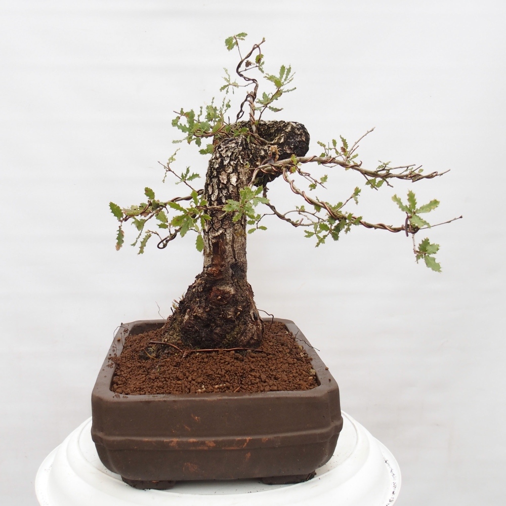 Yamadori - Quercus Ilex - Chêne vert