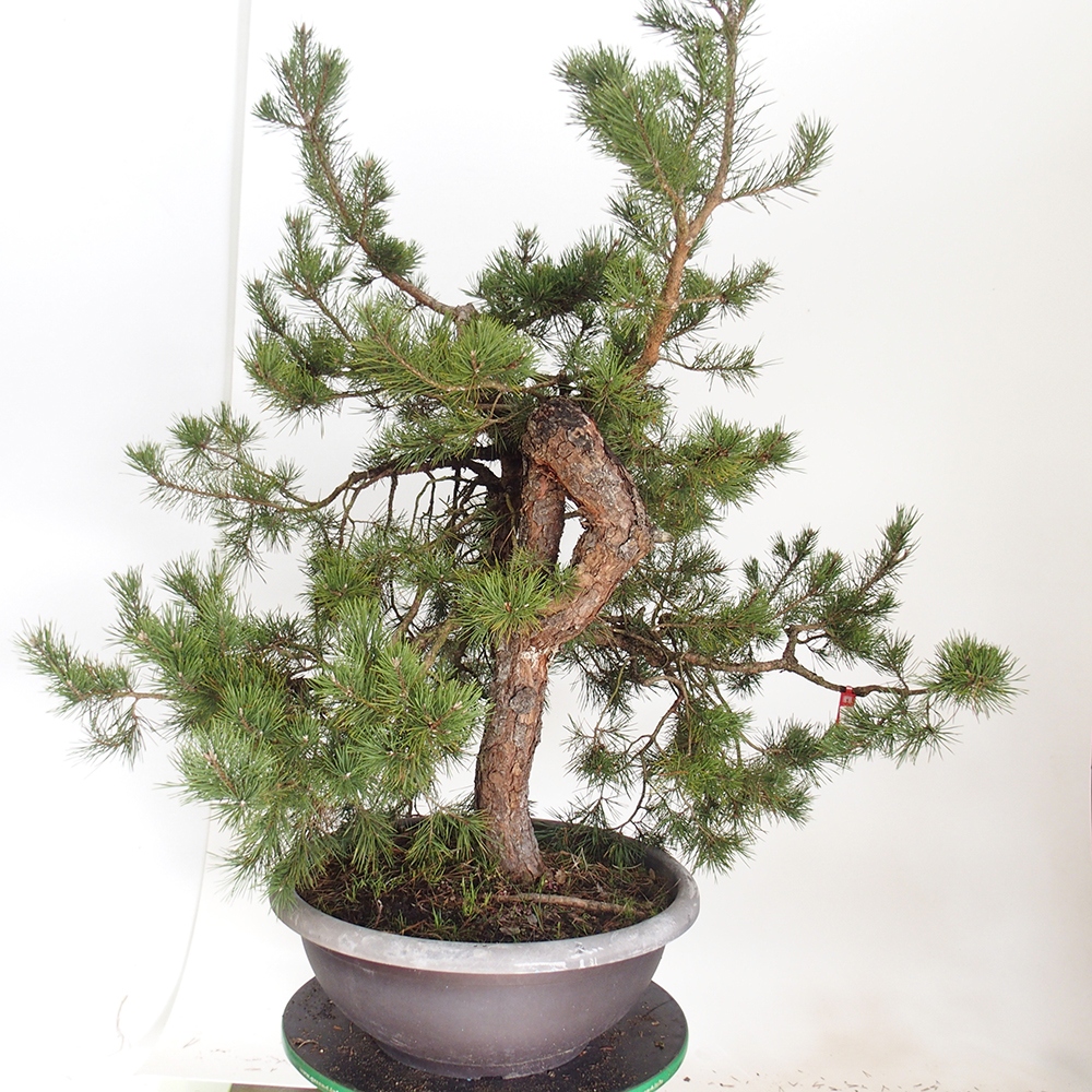 Yamadori - Pinus sylvestris Espagne