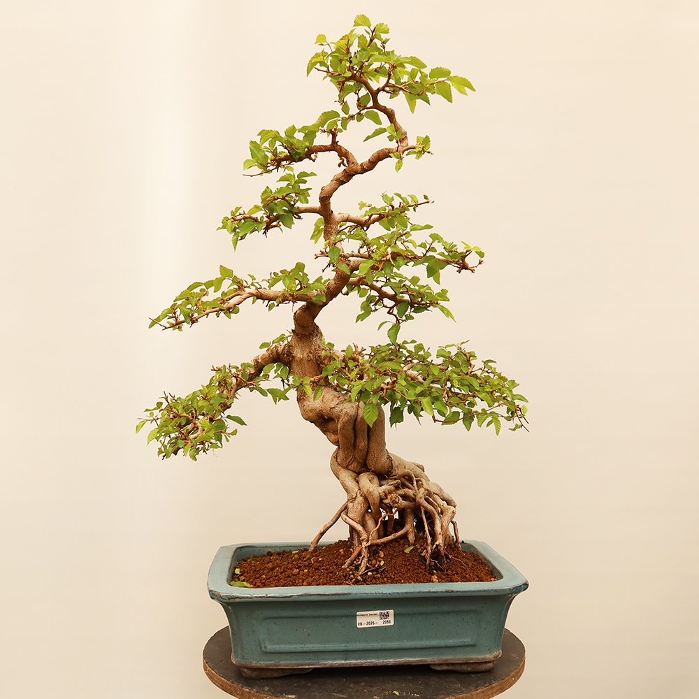 Bonsaï d'extérieur -Carpinus Coreana - Charme de Corée