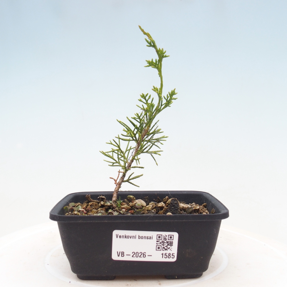 Bonsaï d'extérieur - Juniperus chinensis Itoigawa