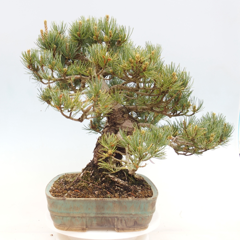 Bonsaï d'extérieur - Pinus parviflora - Pinus parviflora