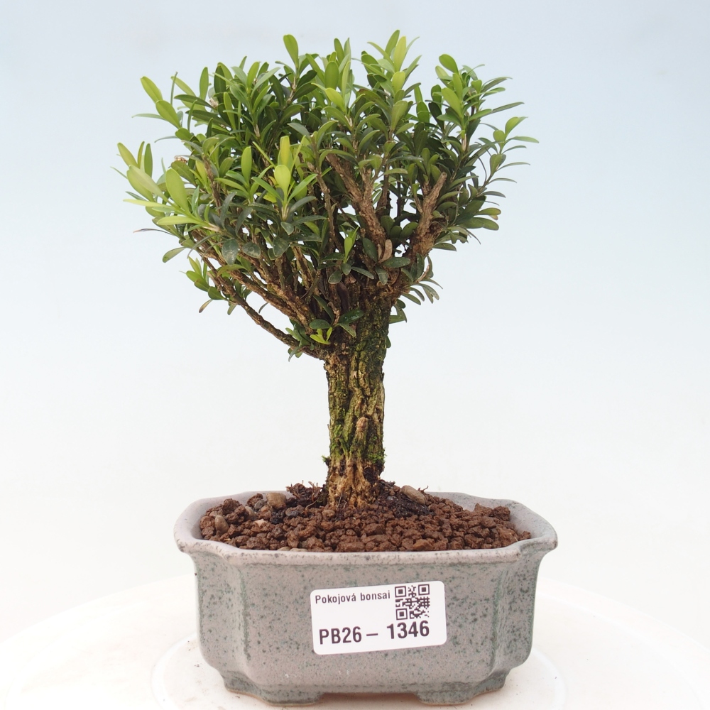 Bonsaï de chambre - Buxus harlandii - buxus liège
