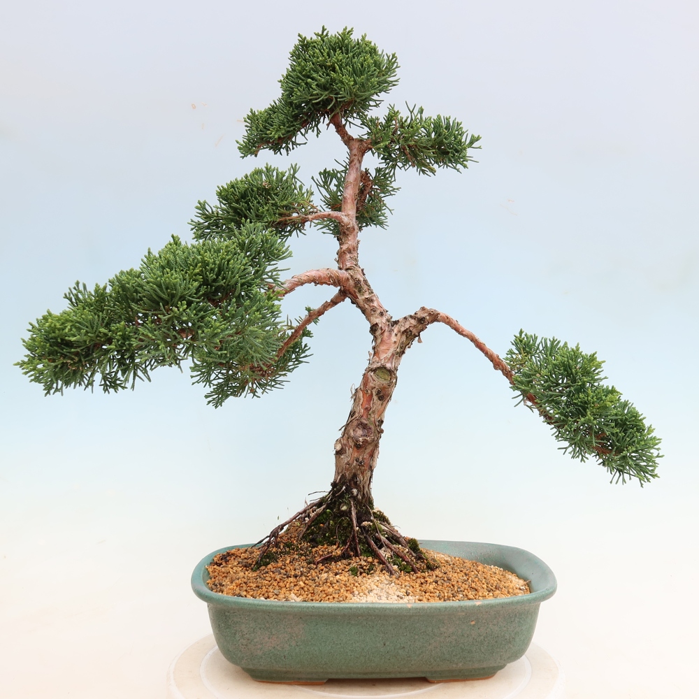 Bonsaï d'extérieur - Juniperus chinensis Kishu