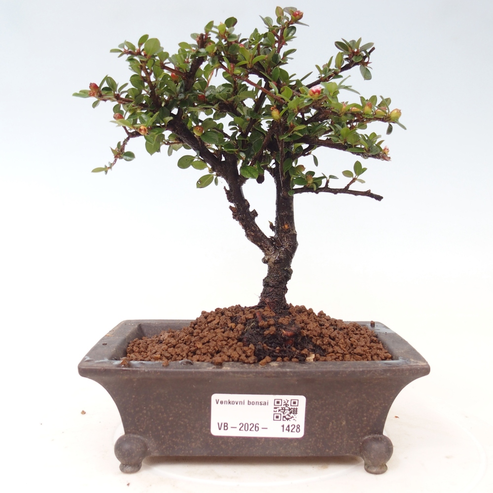 Bonsaï d'extérieur - Cotoneaster horizontalis - Rocky Mountain