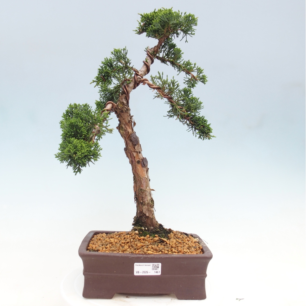 Bonsaï d'extérieur - Juniperus chinensis Kishu