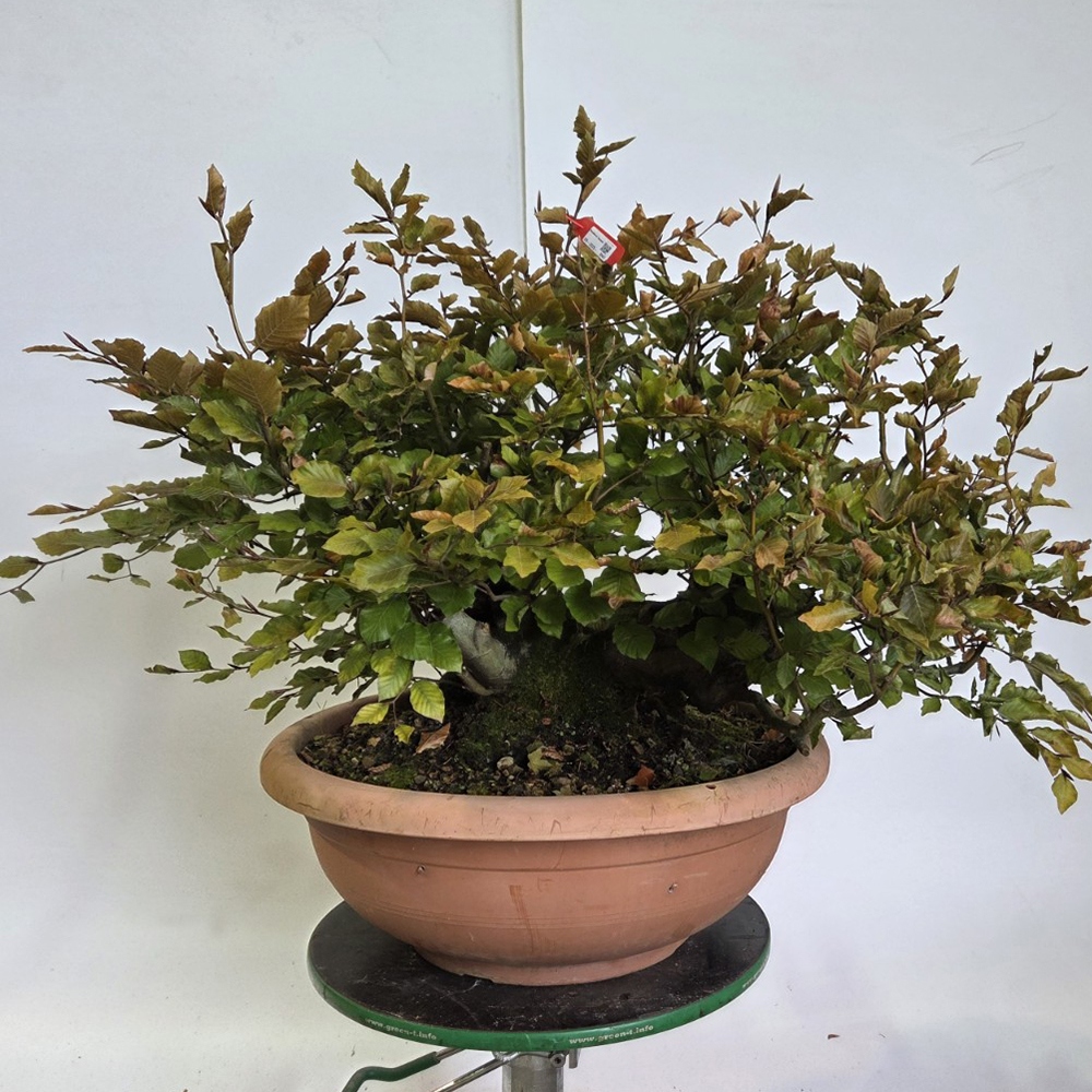 Bonsaï d'extérieur-Fagus sylvatica